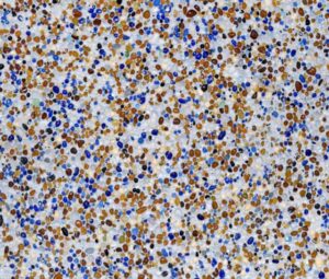 centla mod acuatica small.jpg