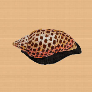 pdecor jujonia shell 1.jpg