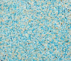 tamiahua en seco acuaticas.jpg