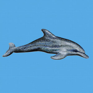 delfin nariz de botella.jpg